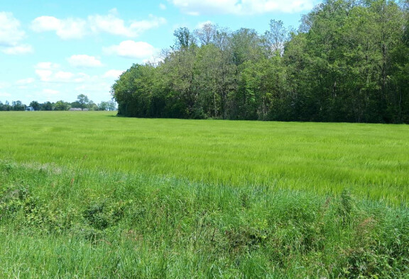 Forêt PA Marques